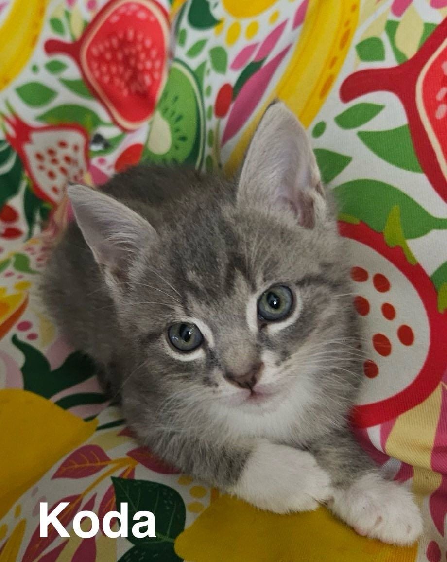 Koda