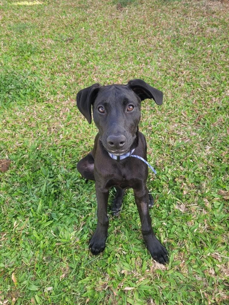 Draco