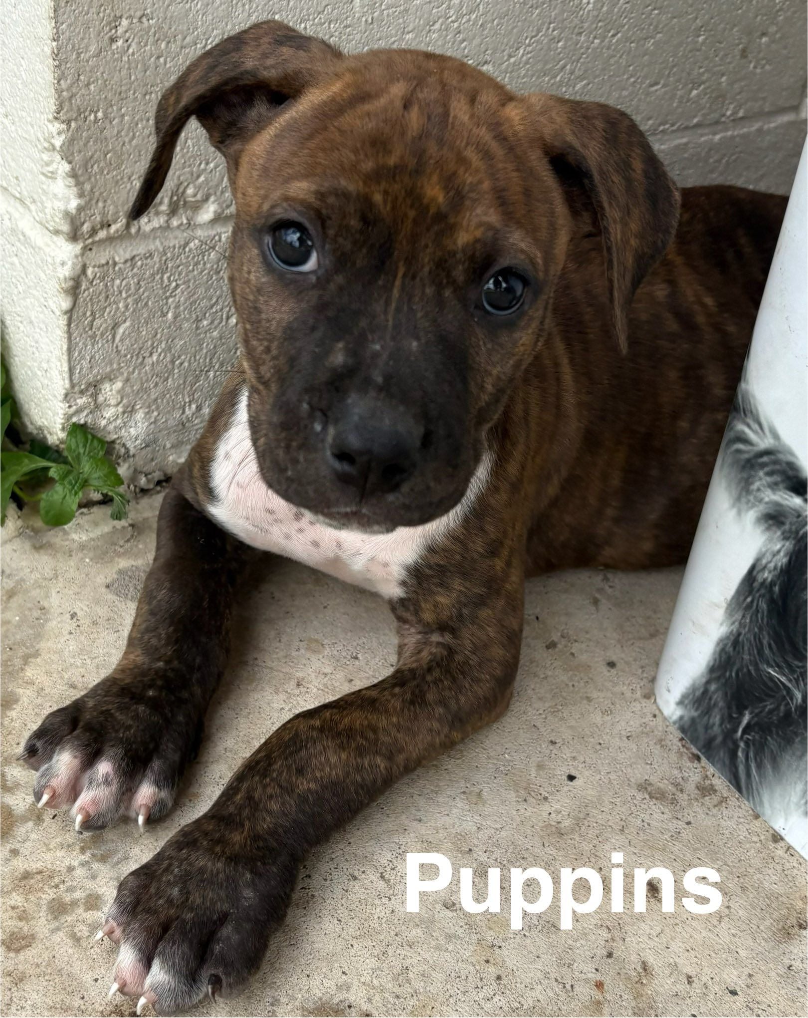 Puppins