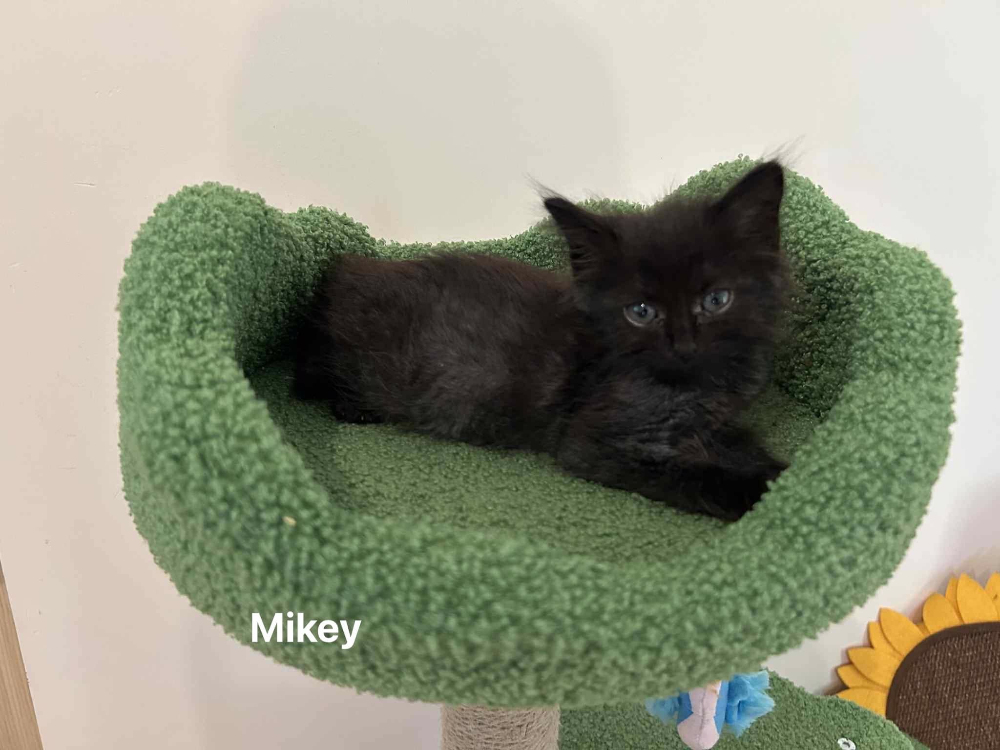 Mikey