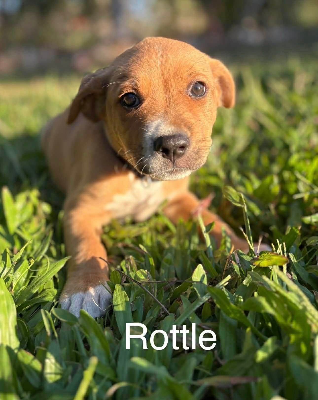 Rottle