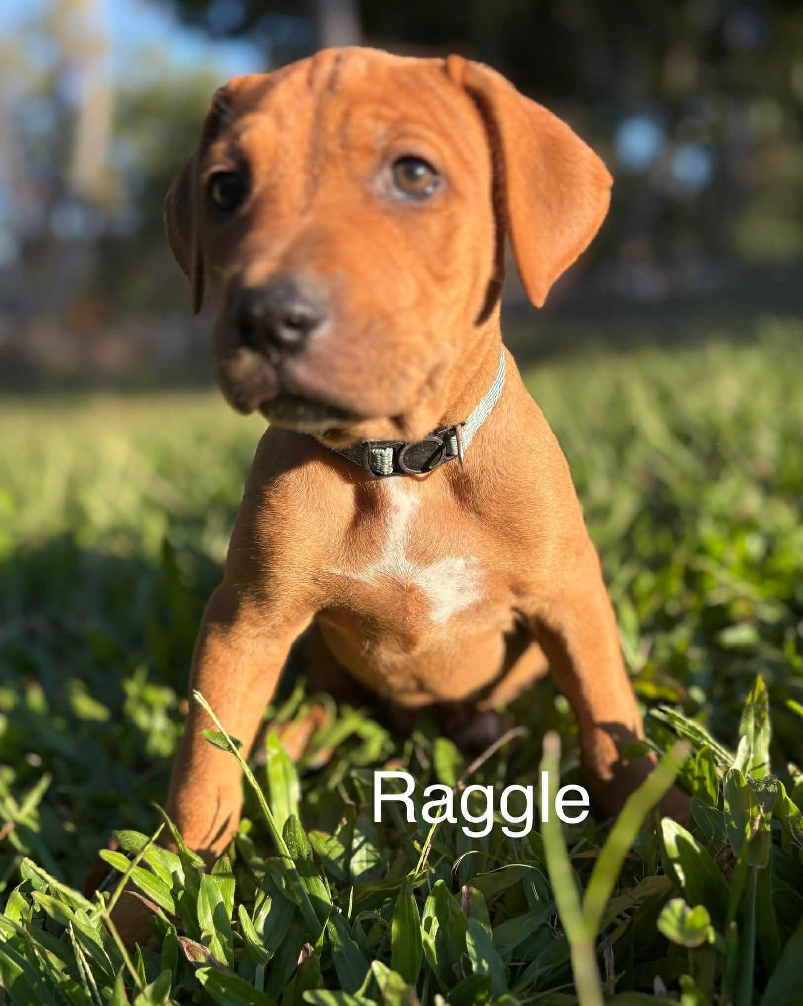 Raggle