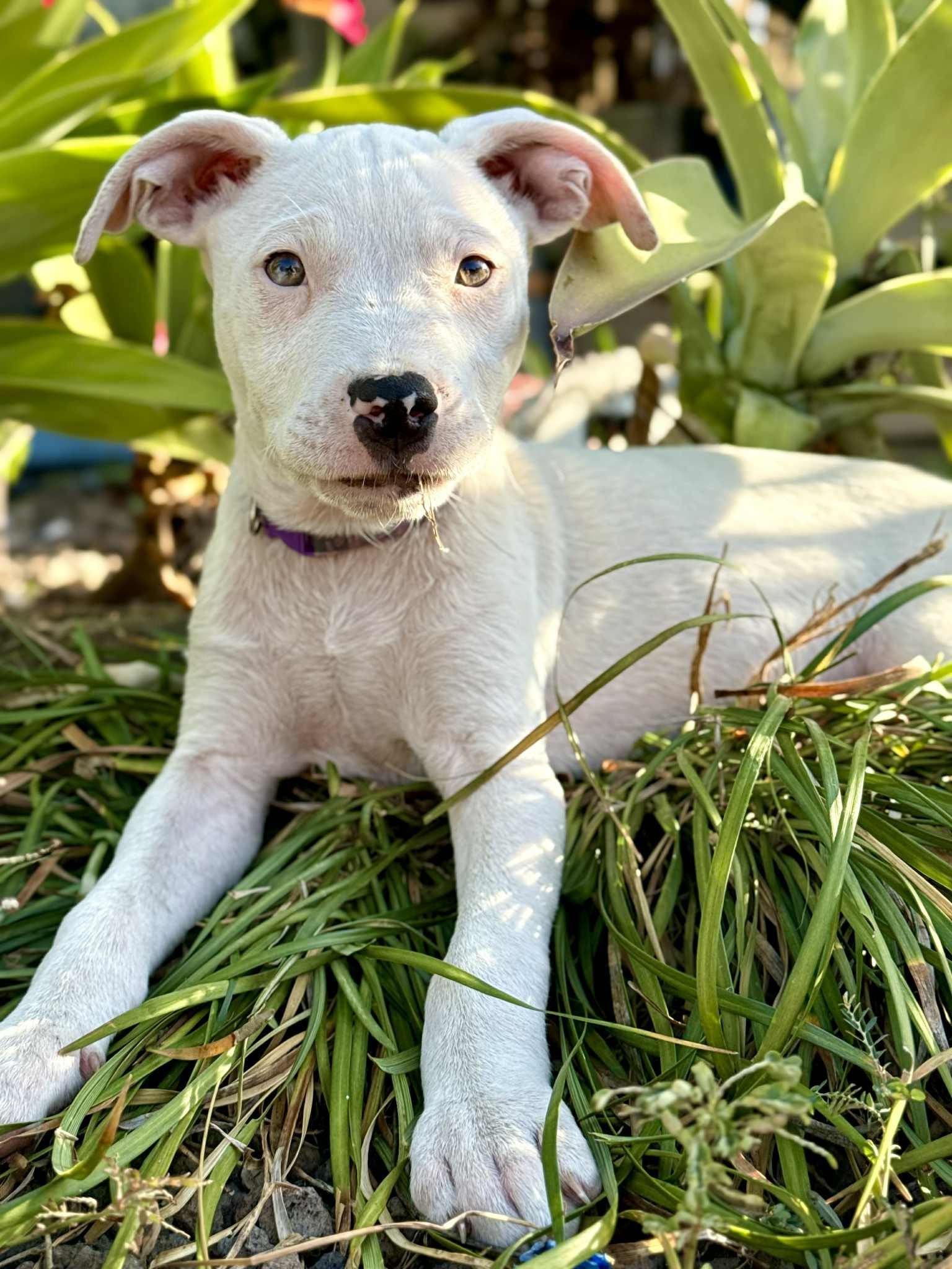Heidi (Puppy)