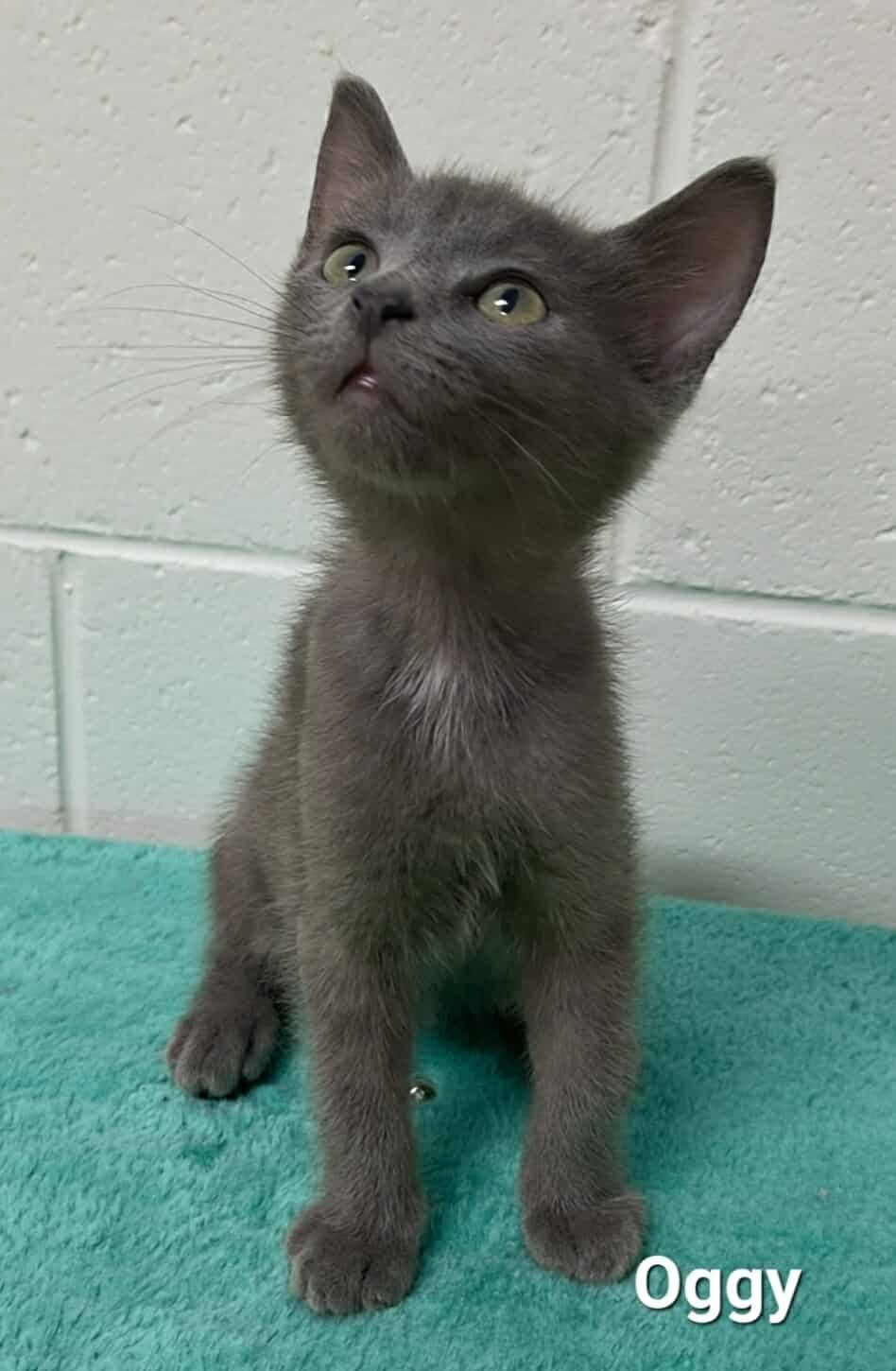 Oggy