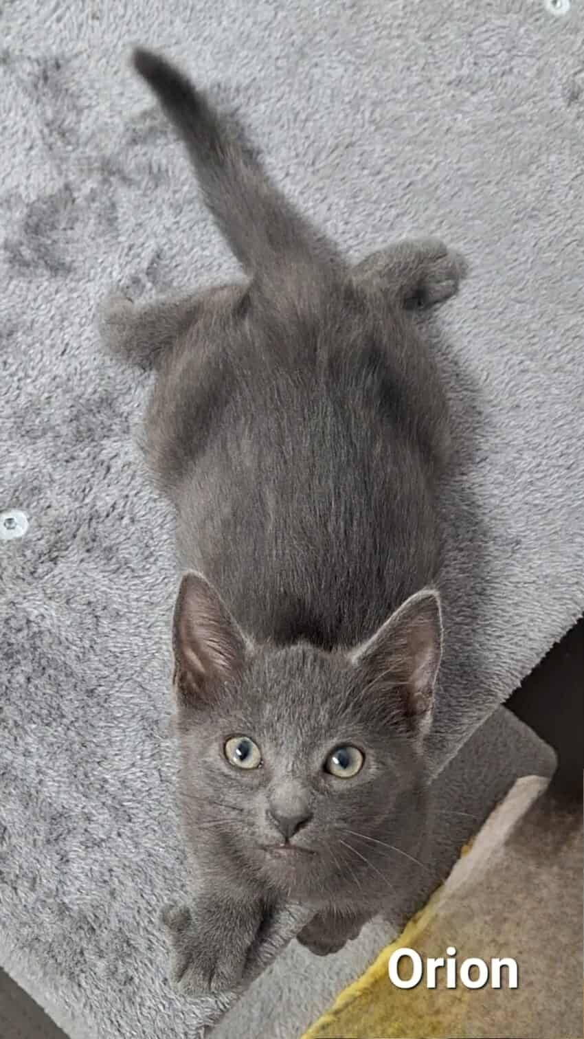 Orion
