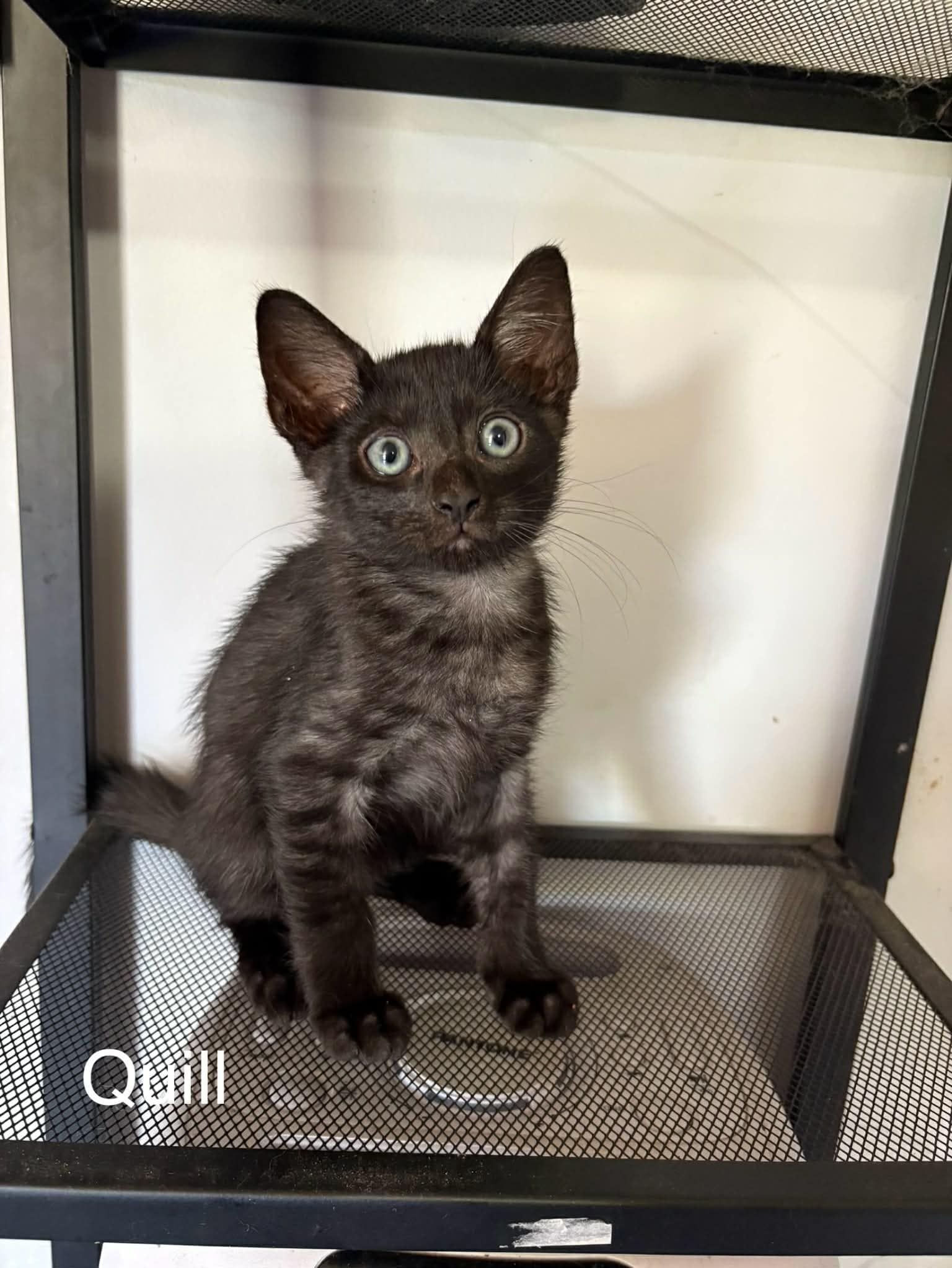 Quill kitten