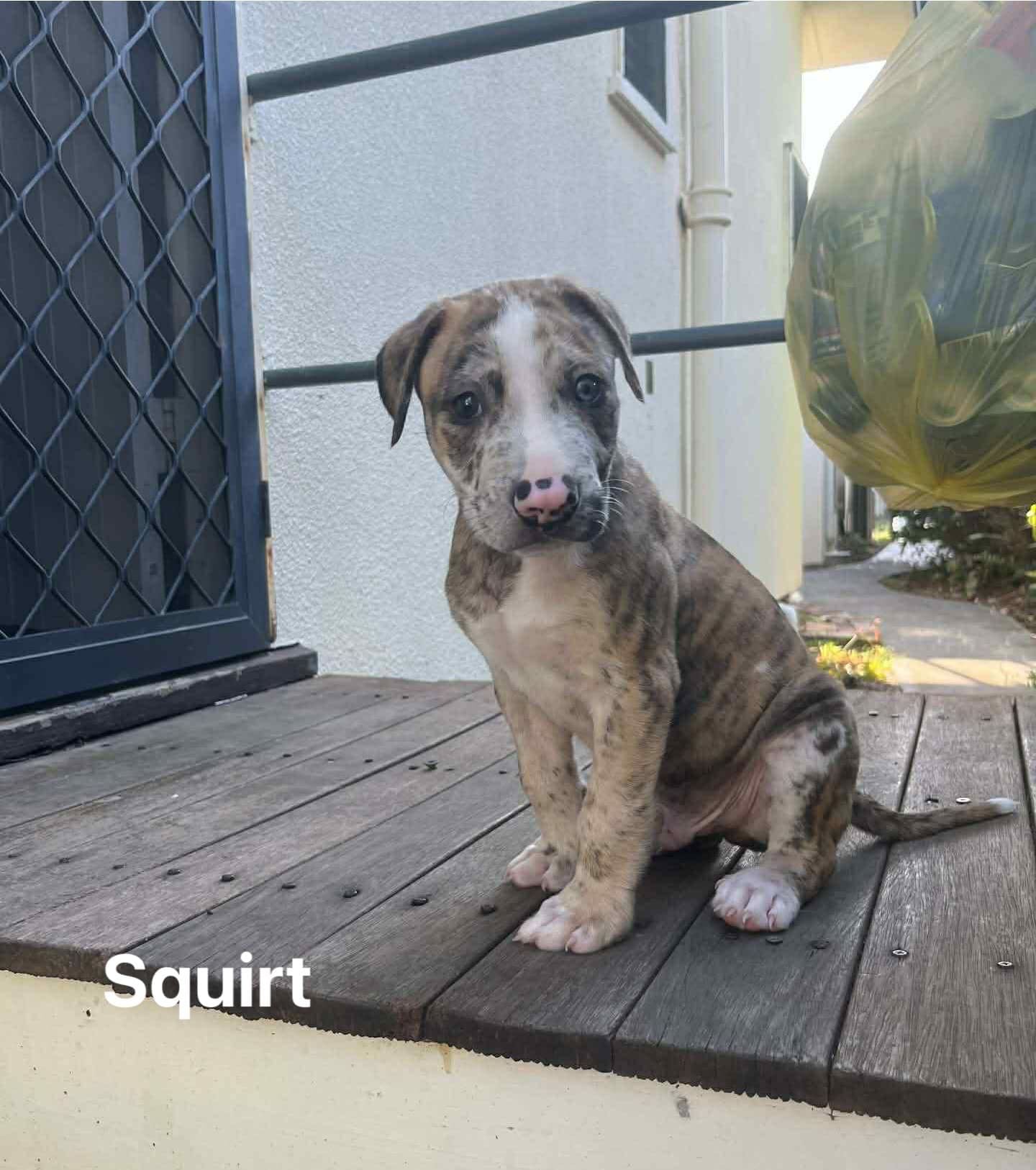 Squirt