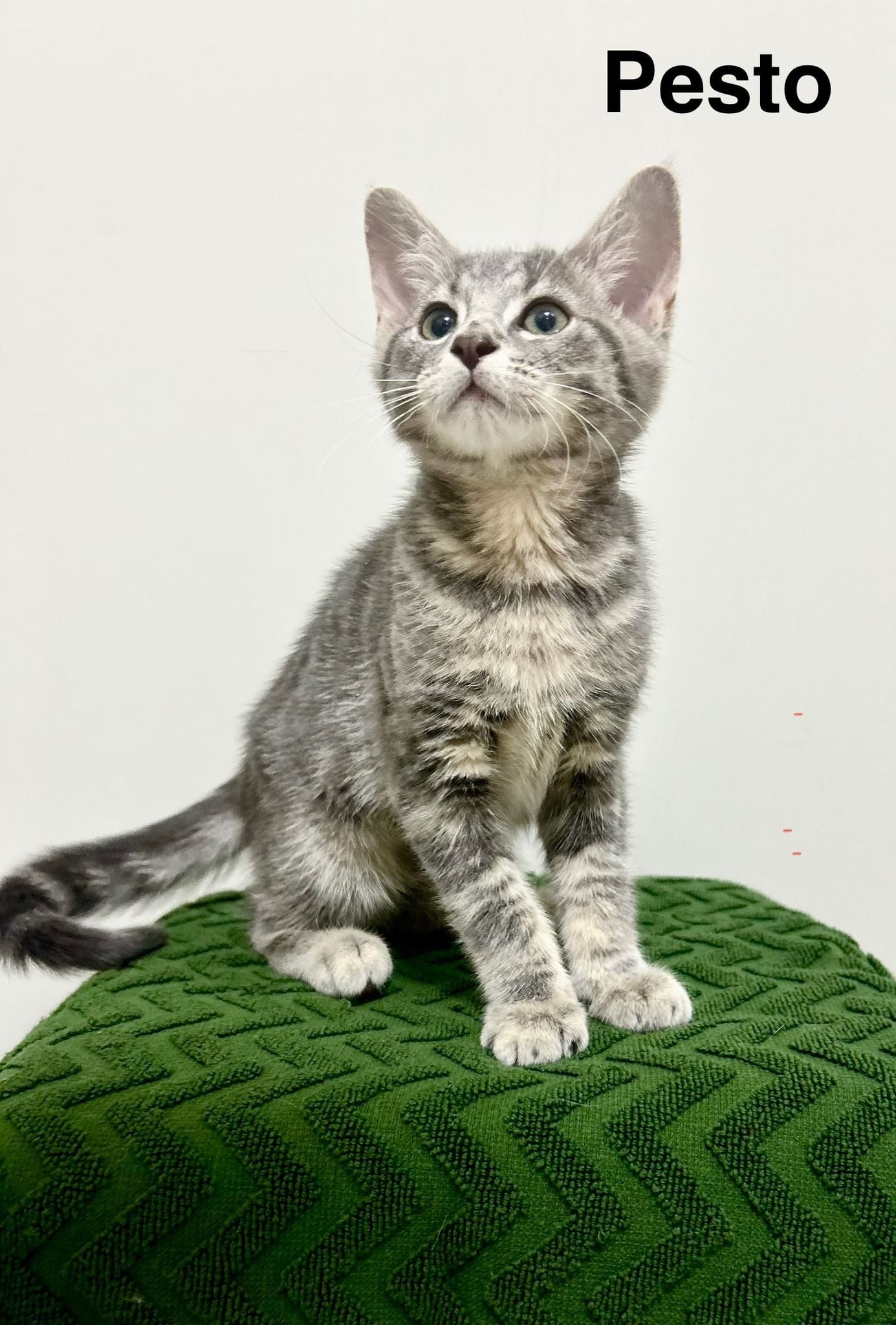 Pesto (kitten)