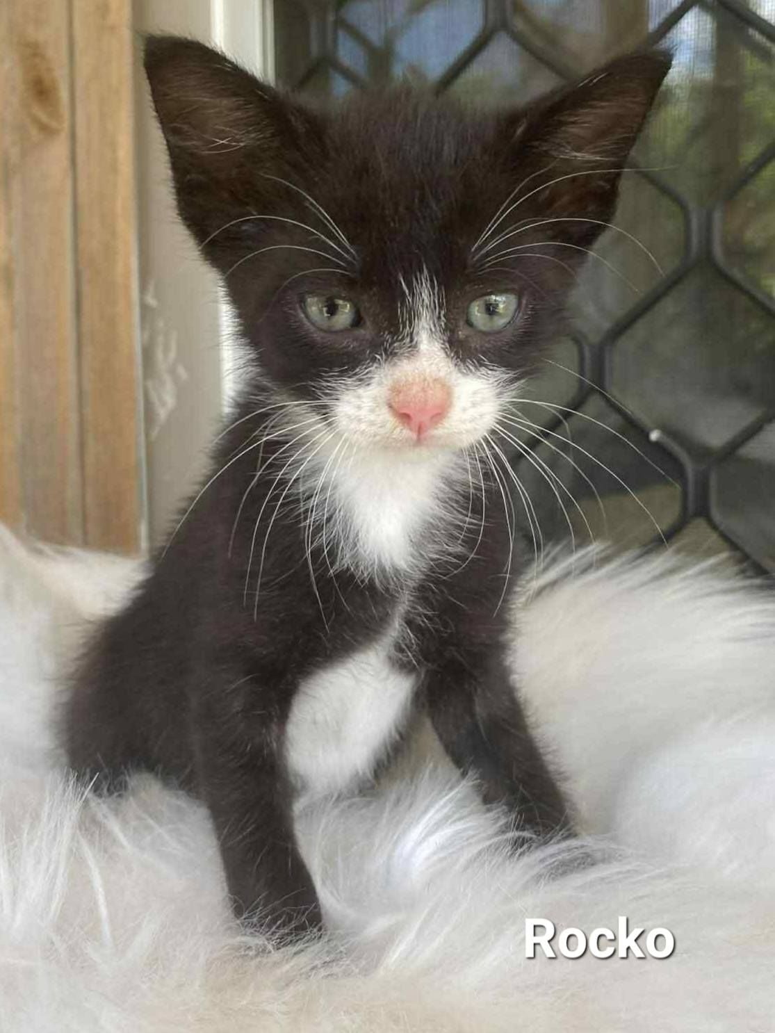 Rocko