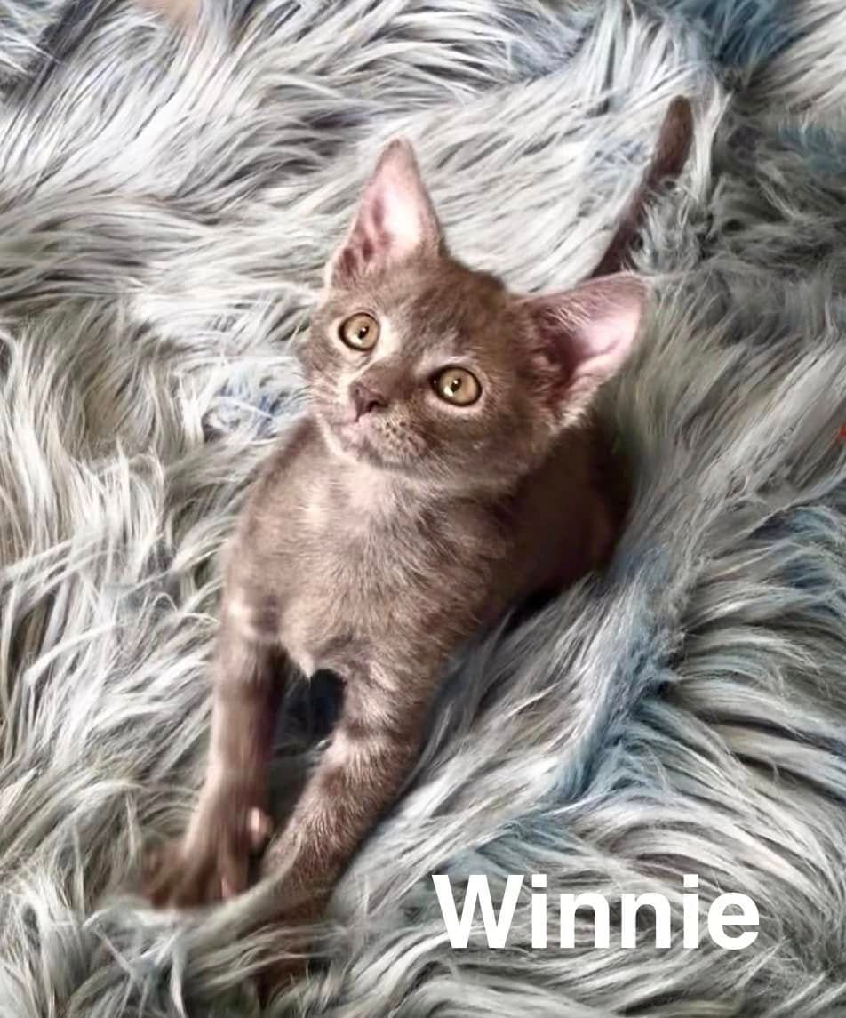 Winnie