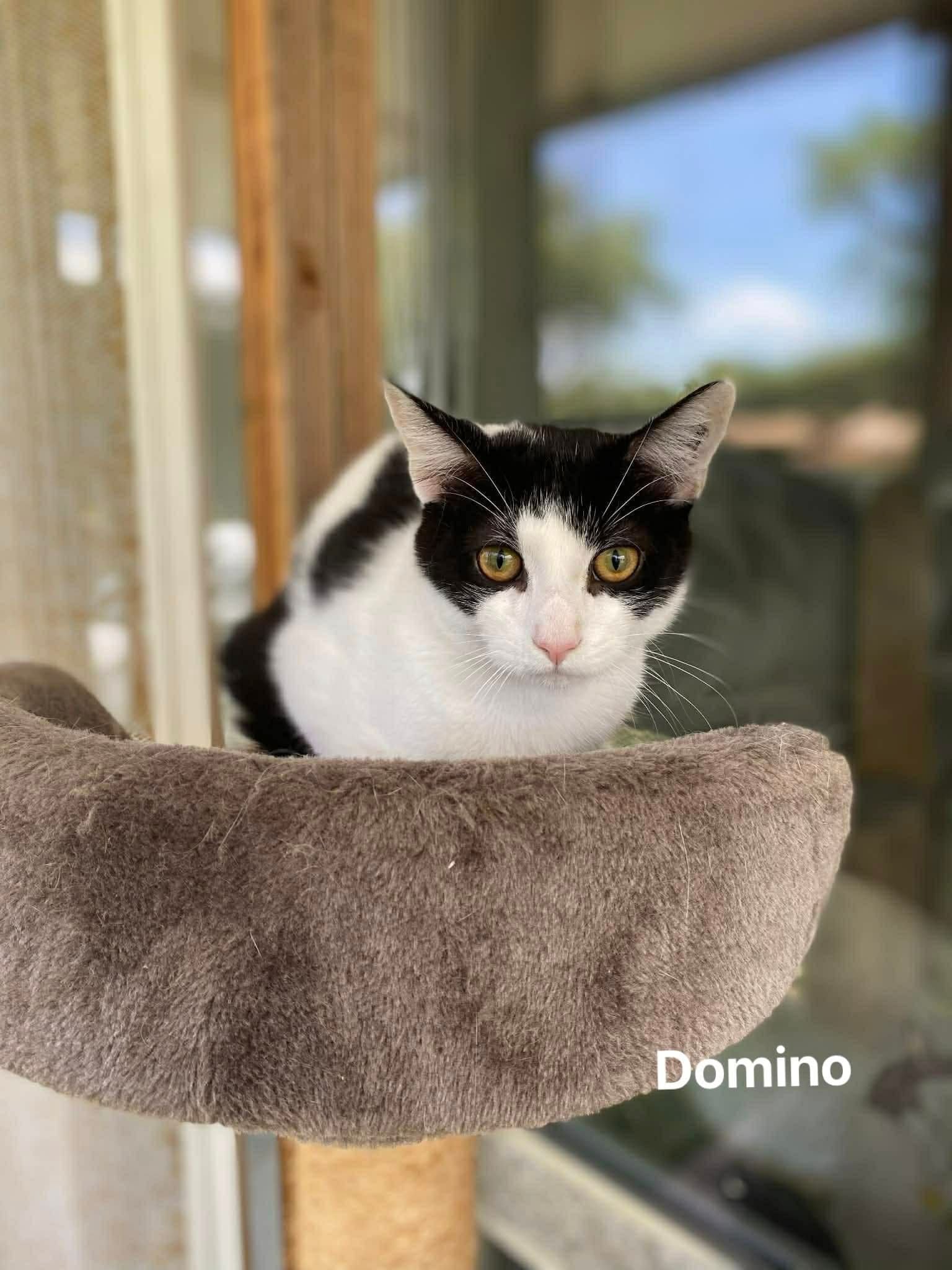 Domino