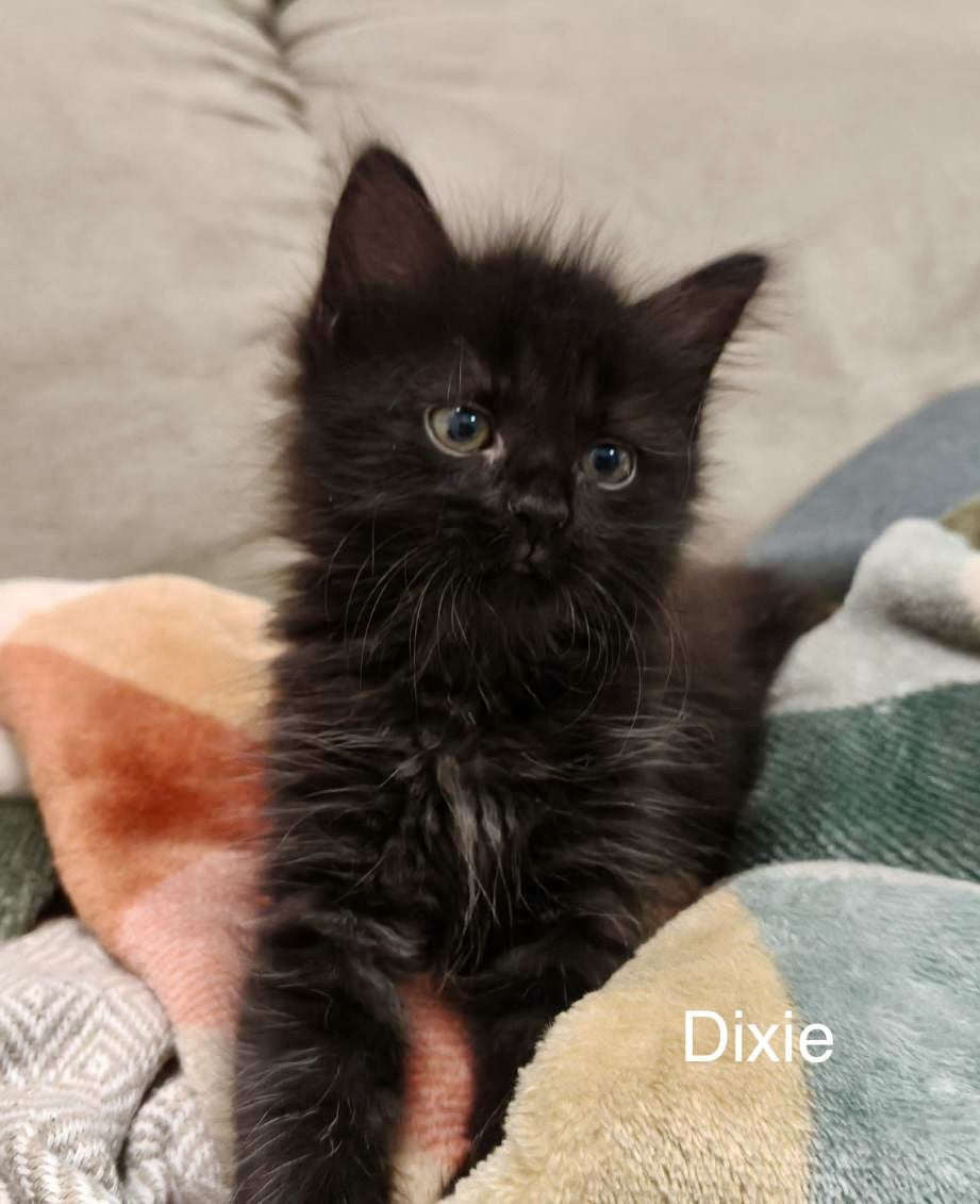 Dixie