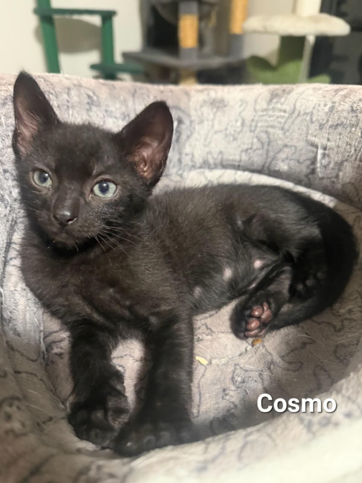 Cosmo
