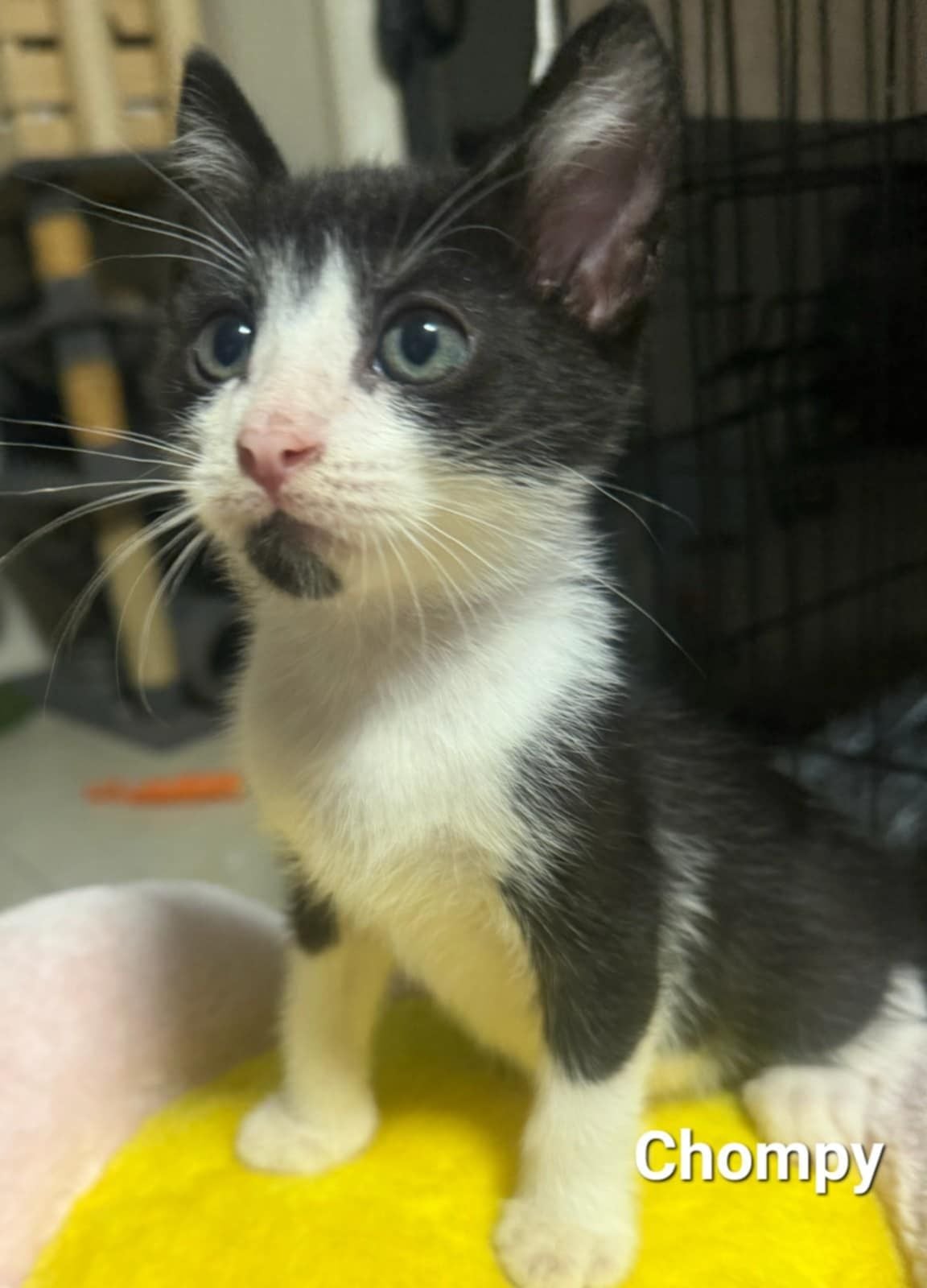 Chompy