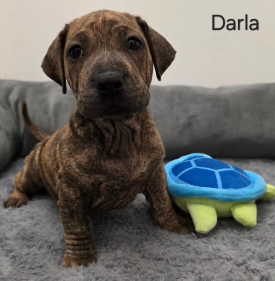 Darla