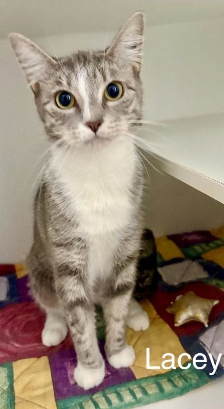 Lacey