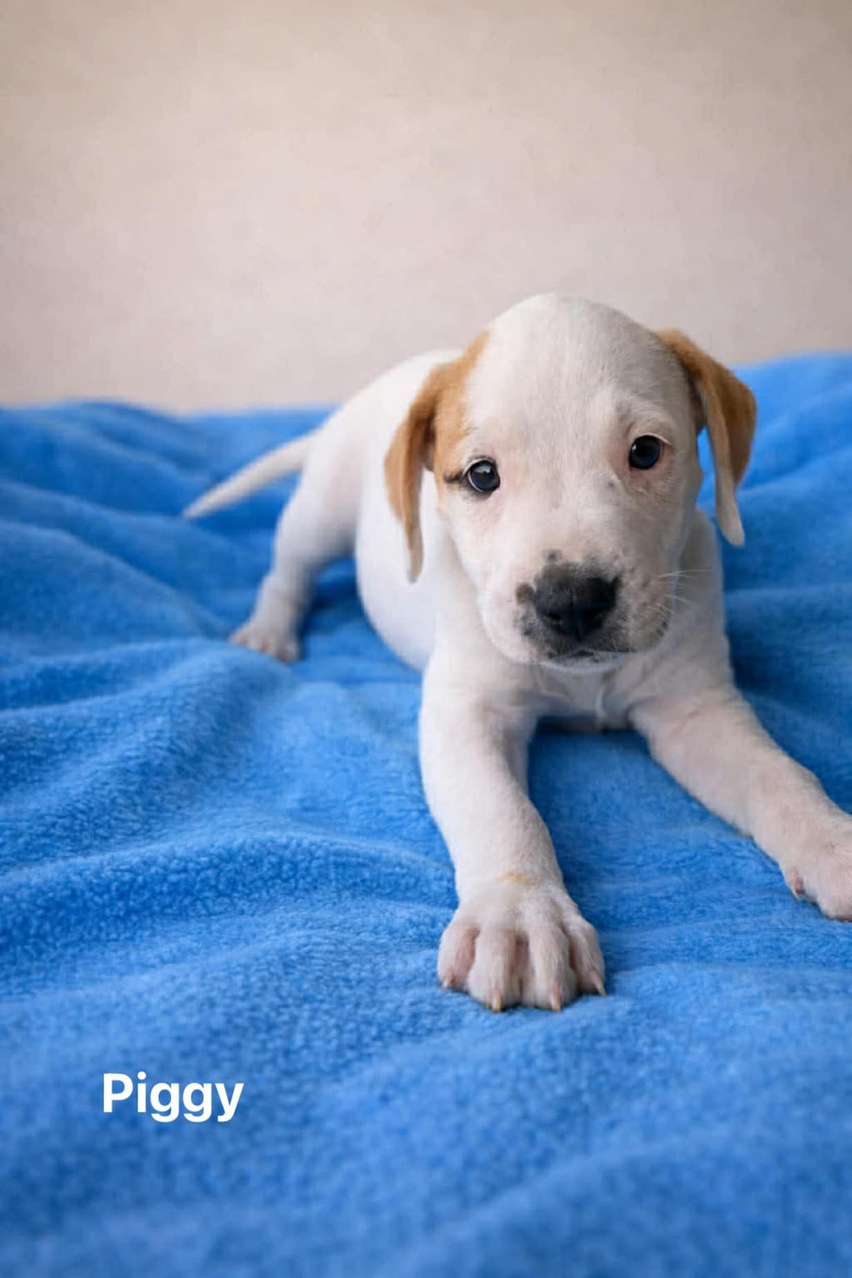 Piggy