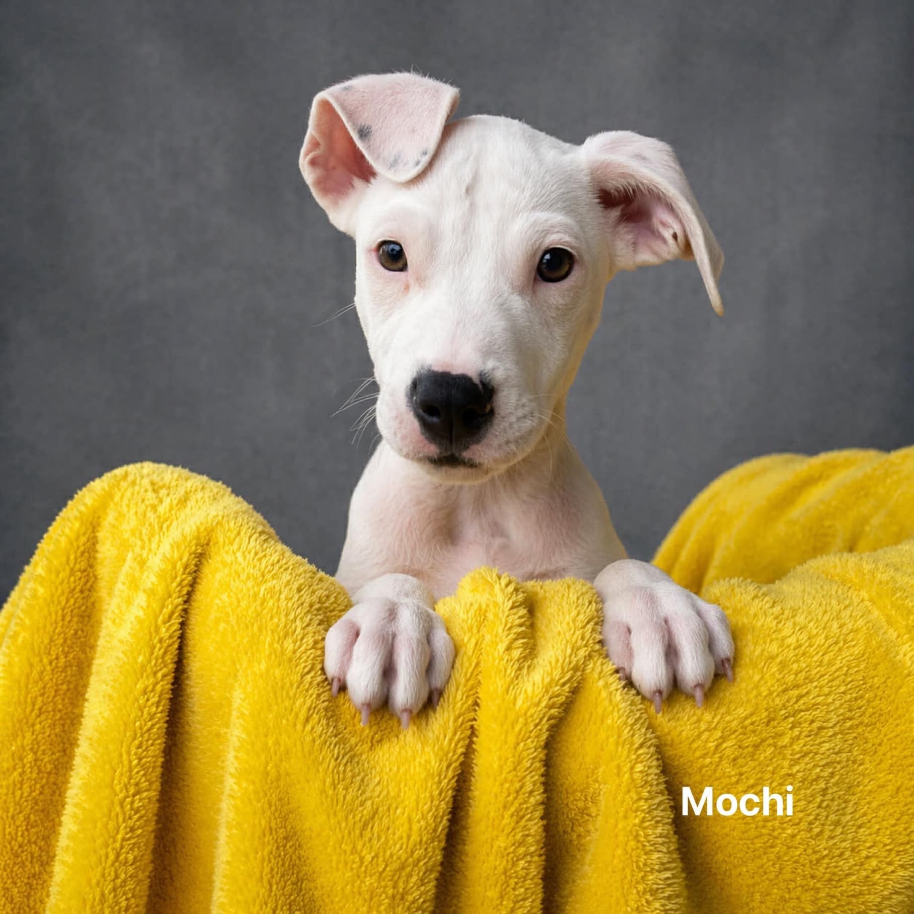 Mochi