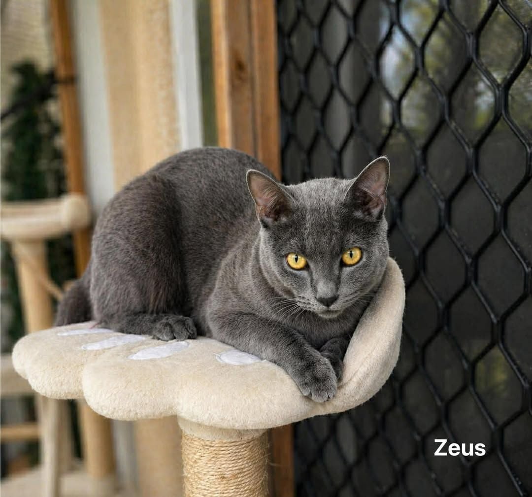 Zeus