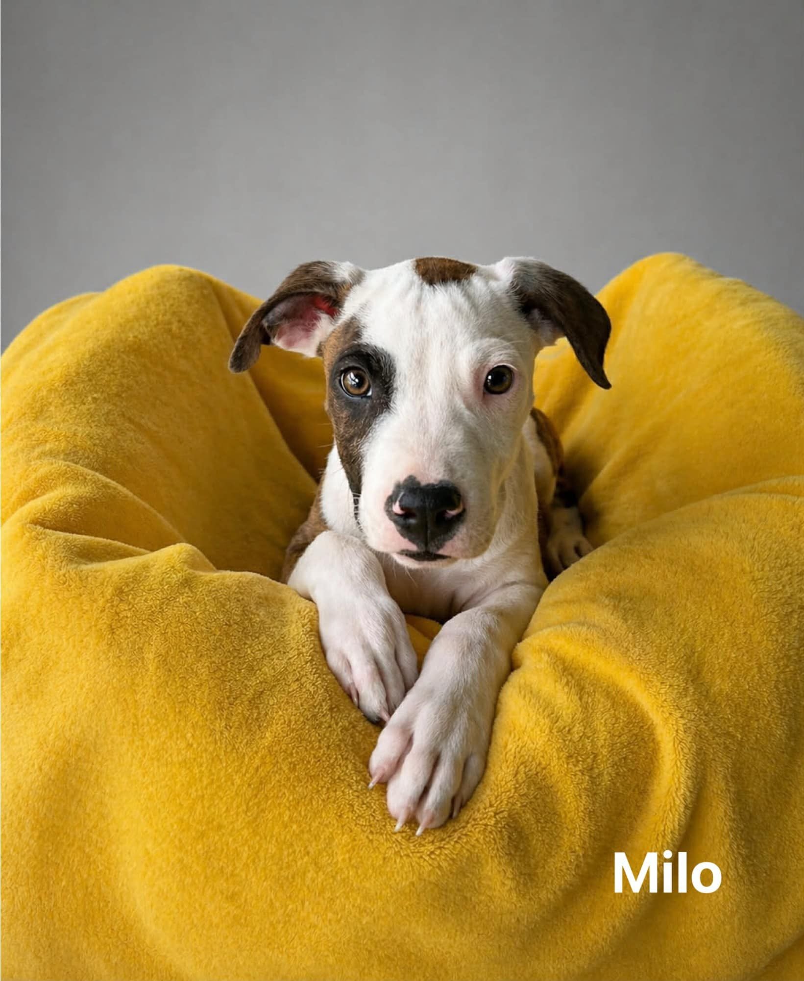 Milo