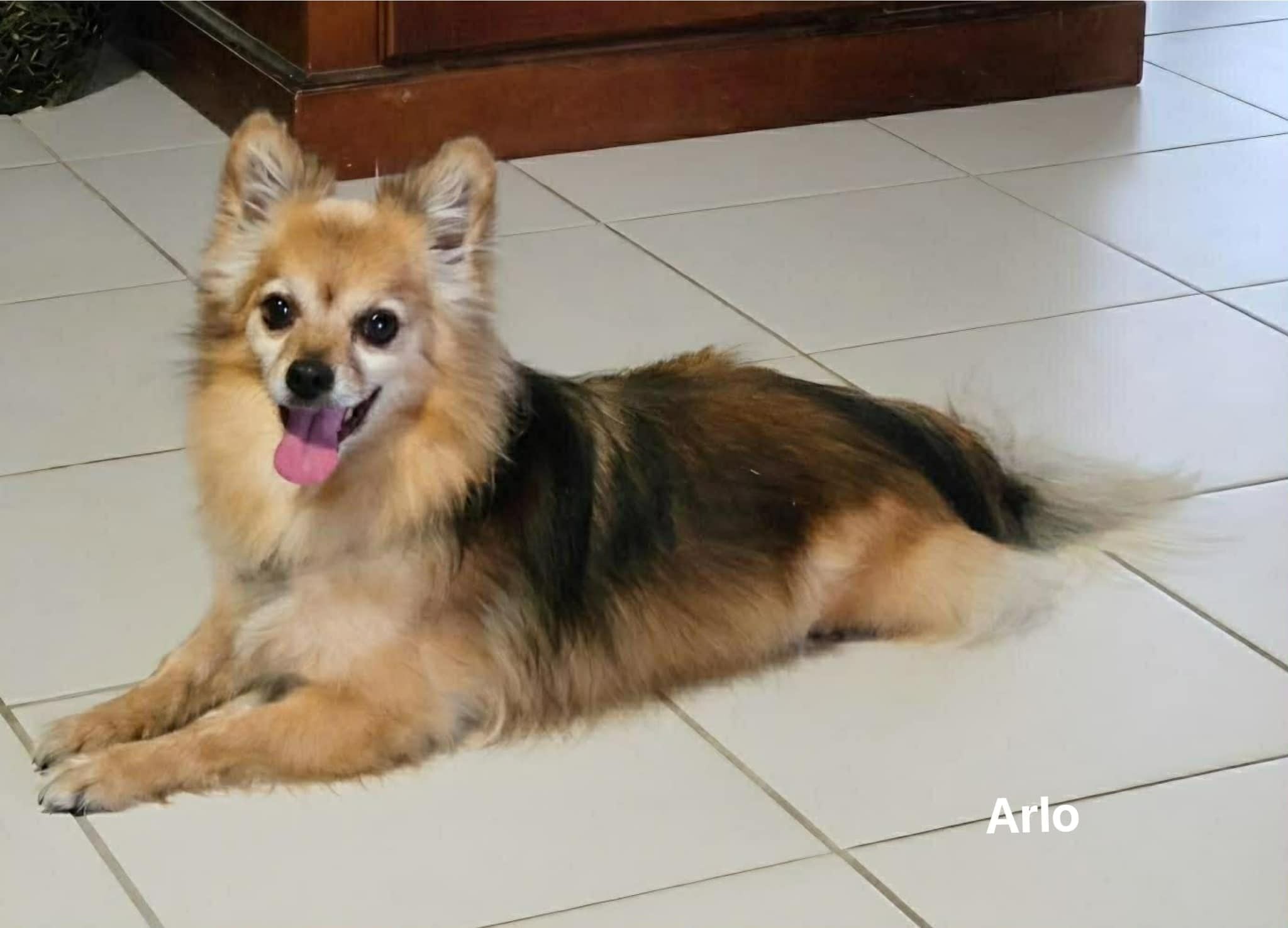 Arlo
