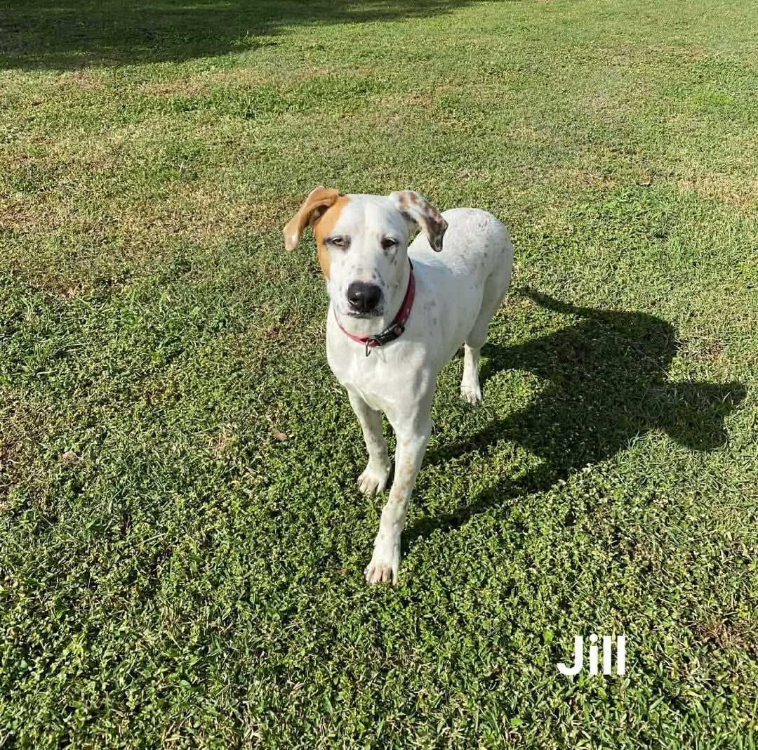 Jill