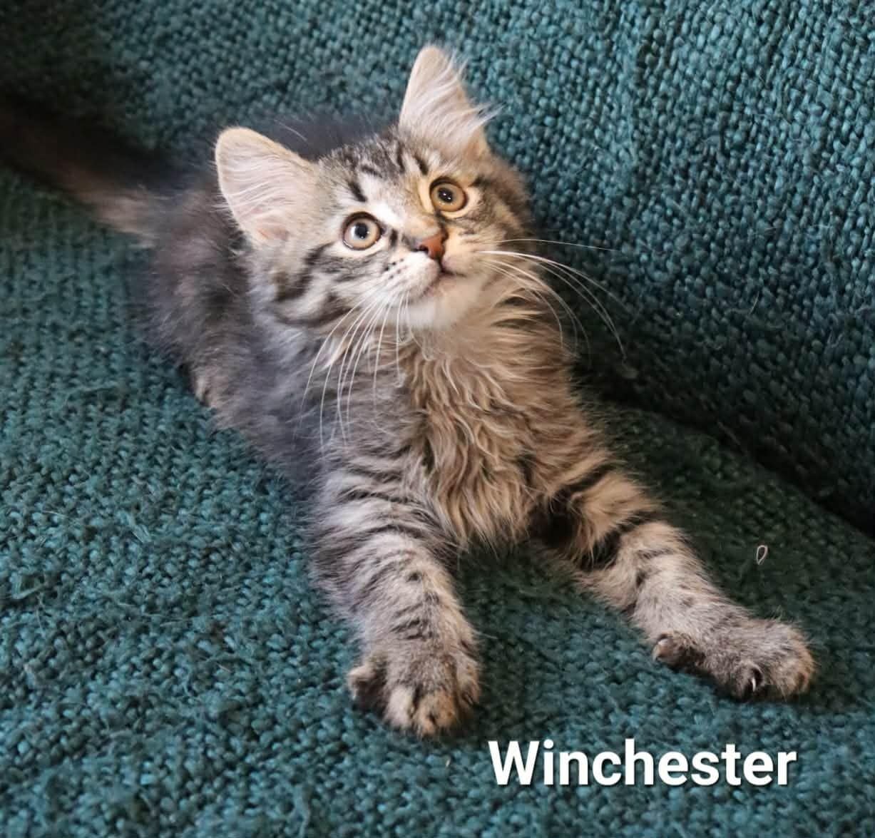 Winchester