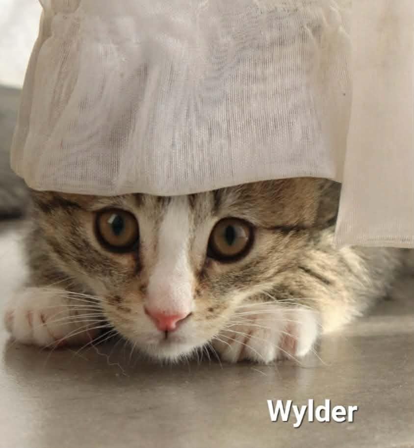 Wylder Wylder