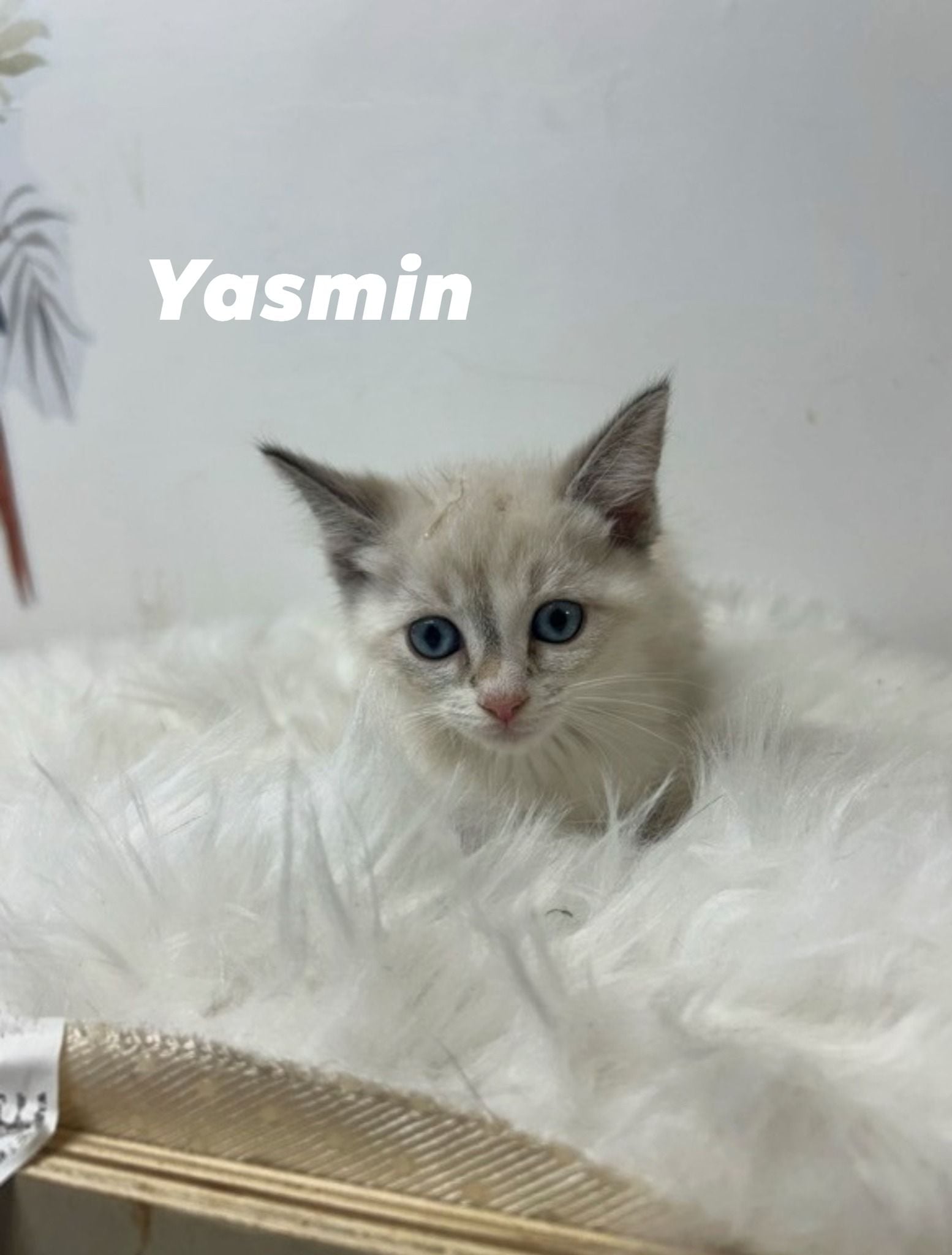 Yasmin