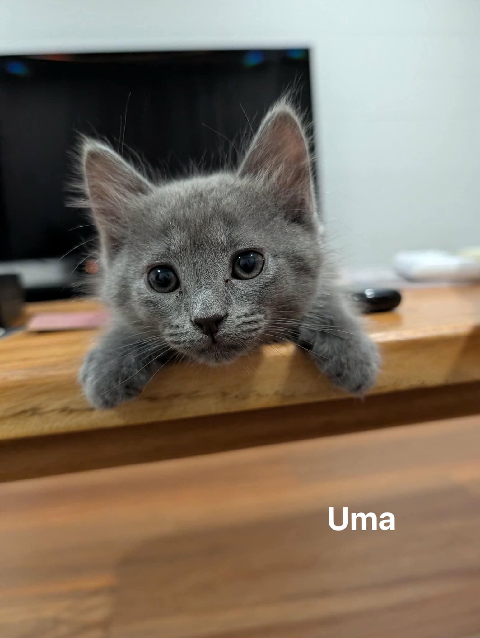 Uma