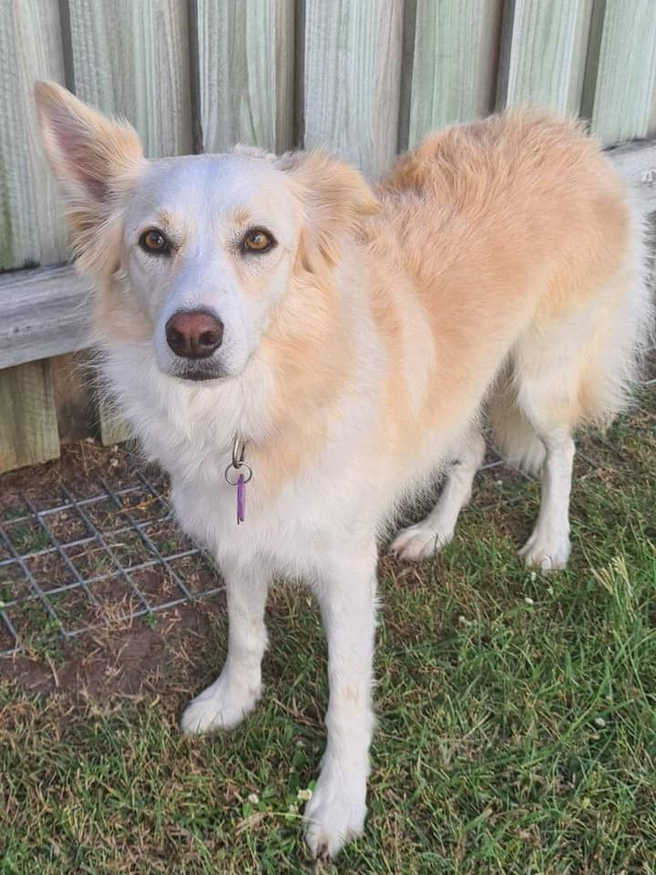 Juno