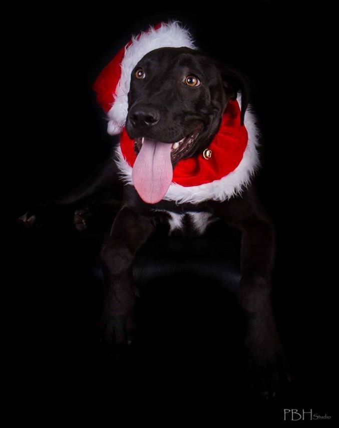 Hamish Image -56a5f1496217d