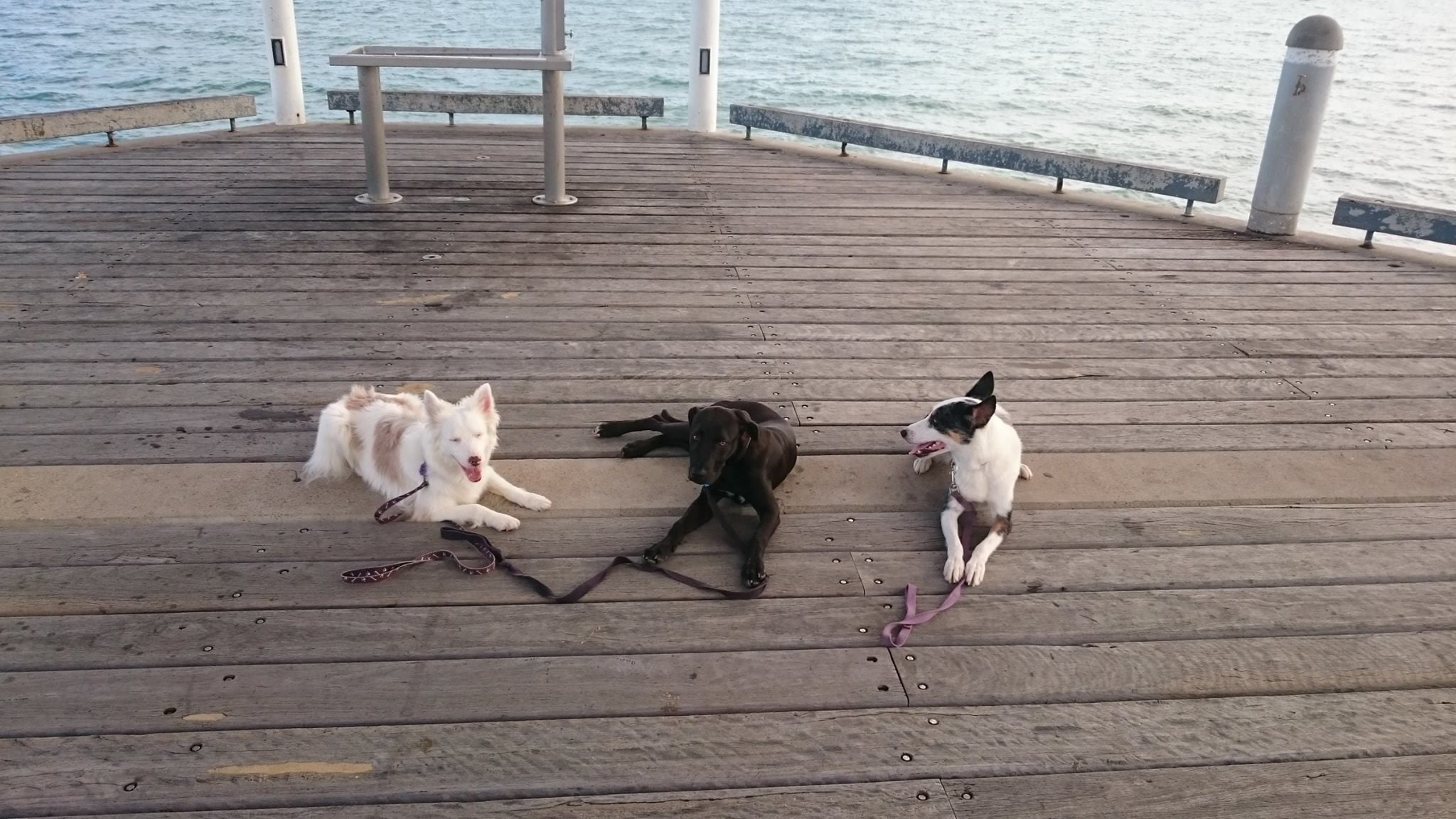 Hamish Image -56a5f17a293b7