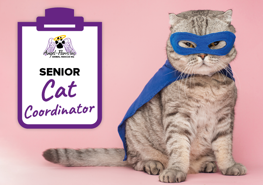 Senior Cat Coordinator