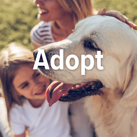 Adopt a pet