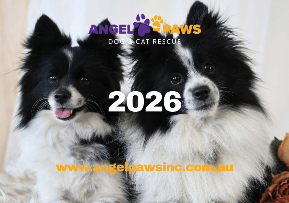 2026 Angel-Paws Calendar 2026 Angel-Paws Calendar