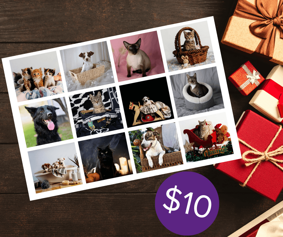 2026 Angel-Paws Calendar