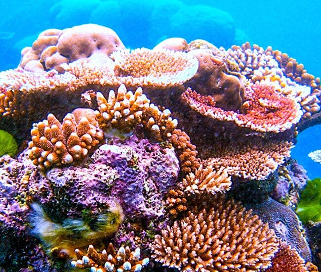 VIEW HARD & SOFT CORALS IN AN IDILLYIC SETTING