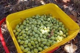 Mayi Harvests rocked by theft of $12,000 of frozen gubinge in Broome Mayi Harvests rocked by theft of $12,000 of frozen gubinge in Broome