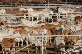 WA cattle boom: Kimberley live exports attract record prices on soaring Asian demand