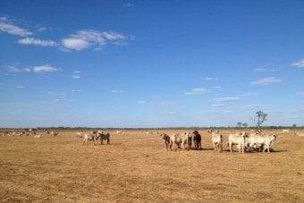 Chair of Pastoral Lands Board resigns over rangelands reforms in Western Australia