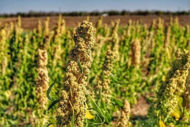 KAI targeting quinoa exports to China and new grain grading facility in Kununurra