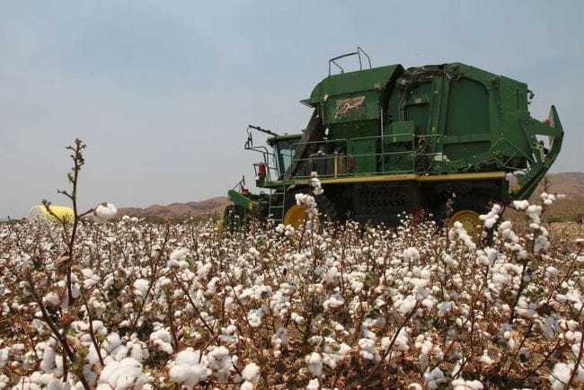 Momentum builds for resurrecting Ord Valley cotton industry