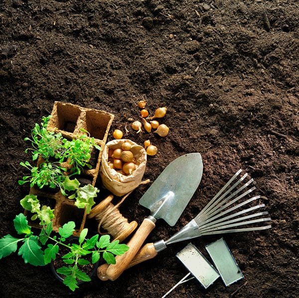Premium Organic Soil