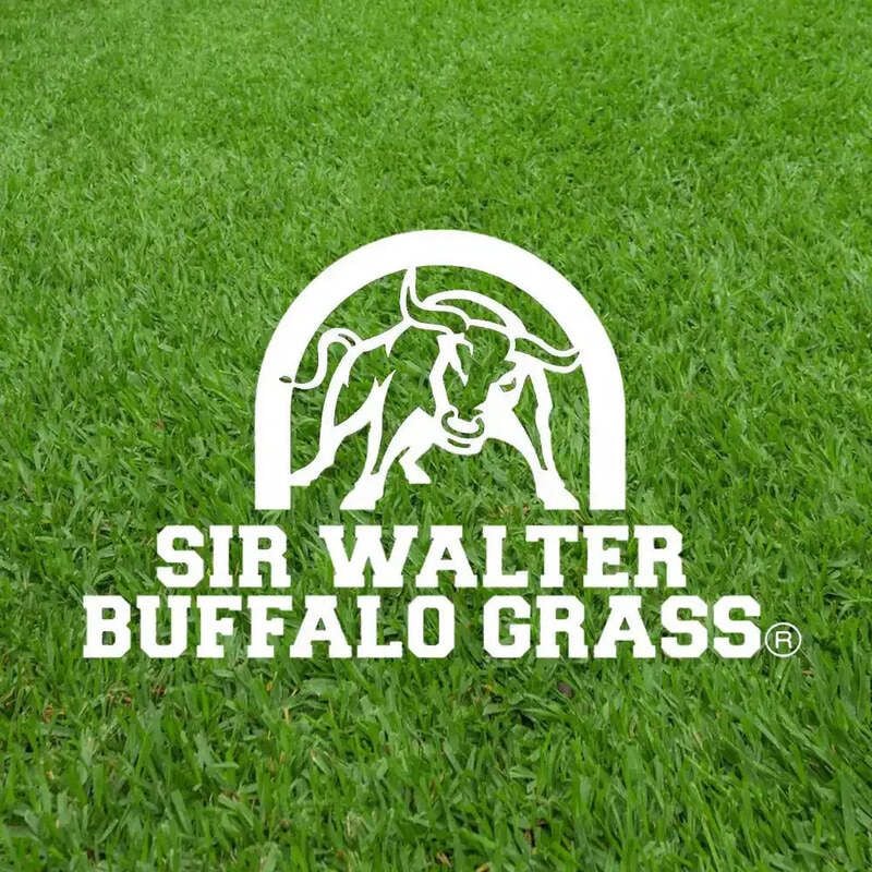 Sir Walter Buffalo Grass® Sir Walter Buffalo Grass®