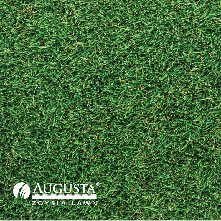 Augusta Zoysia