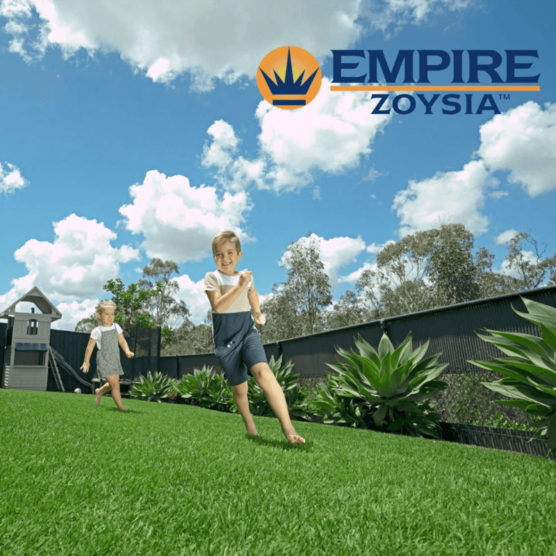 Empire Zoysia Empire Zoysia
