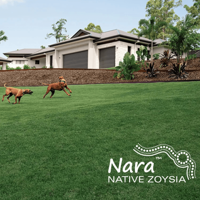 Nara Native Zoysia Turf Nara Native Zoysia Turf