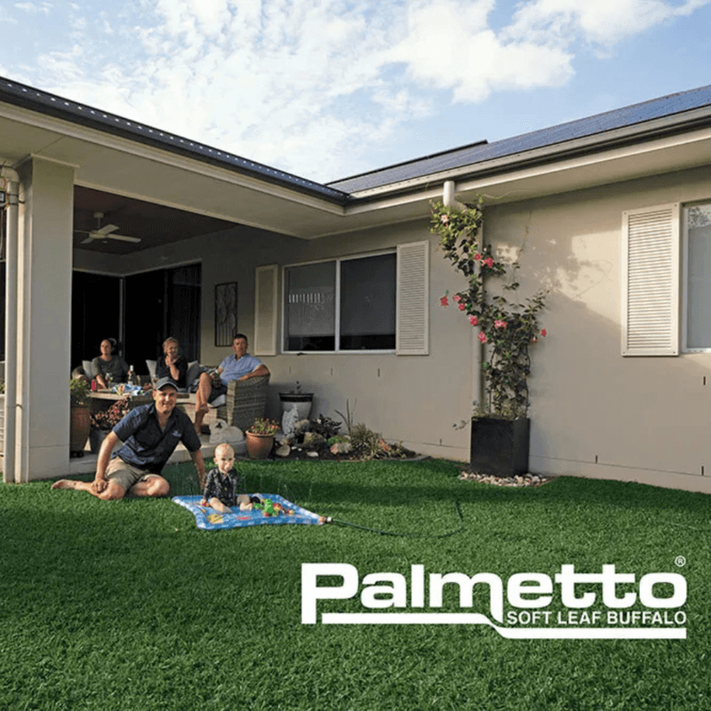Palmetto Buffalo Grass Palmetto Buffalo Grass