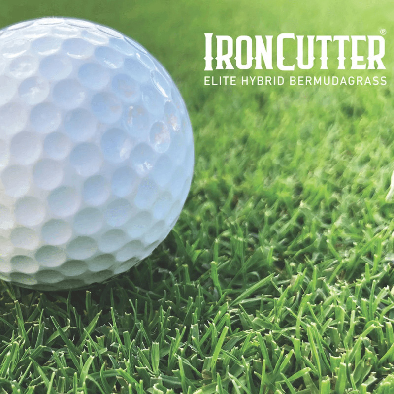 IronCutter Elite Hybrid BermudaGrass IronCutter Elite Hybrid BermudaGrass